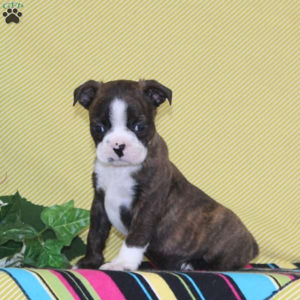 Dakota, Boston Terrier Puppy